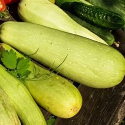 Uhorka šalátová Travito F1 - Cucumis sativus - predaj semien - 10 ks