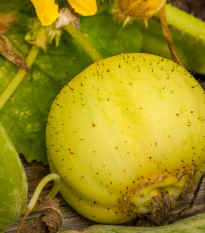 Uhorka Lemon - Cucumis sativus - predaj semienok - 10 ks