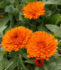 Nechtík lekársky Orange Double - Calendula officinalis - predaj semien - 50 ks