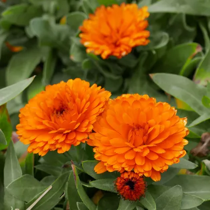 Nechtík lekársky Orange Double - Calendula officinalis - predaj semien - 50 ks