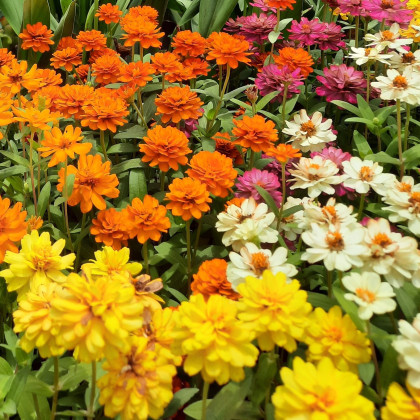 Zmes vzpriamených a previsnutých kvetov - predaj výsevných pásikov - 5 m