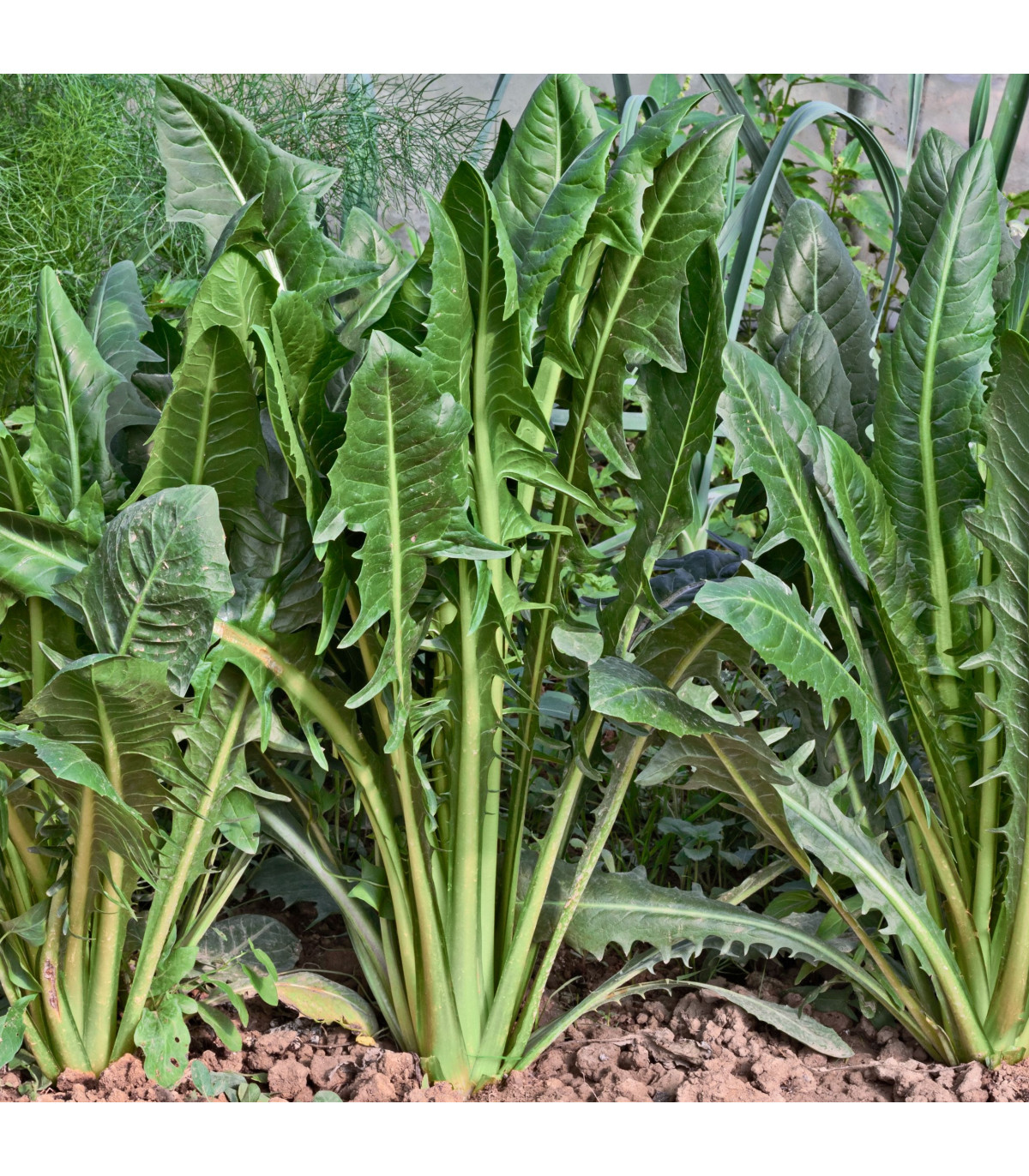 Semená talianskych šalátov - predaj výsevných pásikov - 5 m