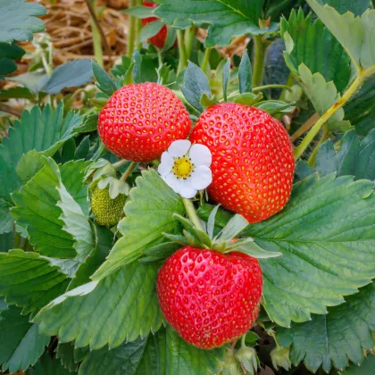 Jahody stáleplodiace Elan F1 - Fragaria ananassa - predaj semien - 10 ks