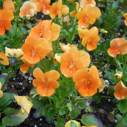 Fialka Twix F1 Orange - Viola cornuta - predaj semien - 20 ks