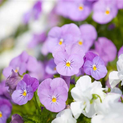 Fialka Twix F1 Rosy - Viola cornuta - predaj semien - 20 ks