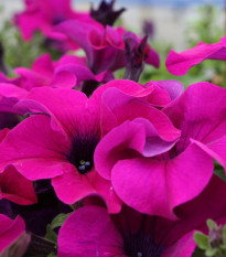 Petúnia Cascadini F1 Purple - Petunia x atkinsiana - predaj semien - 15 ks