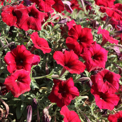 Petúnia Cascadini F1 Red - Petunia x atkinsiana - predaj semien - 15 ks