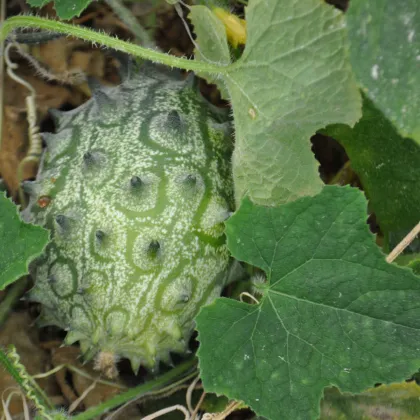 BIO Kiwano - Cucumis metuliferus - predaj bio semien - 7 ks