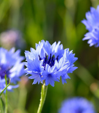 BIO Nevädza modrá - Centaurea cyanus - predaj bio semien - 30 ks