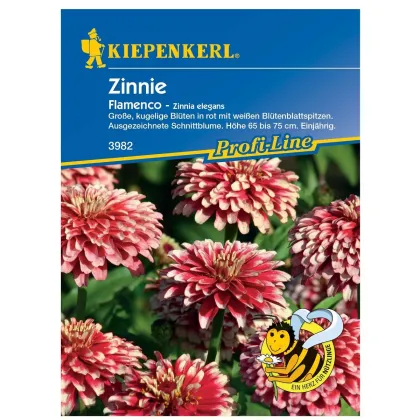 Cínia Flamenco - Zinnia elegans - predaj semien - 50 ks