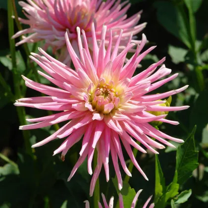 Georgína Park Princess - Dahlia - predaj cibuľovín - 1 ks