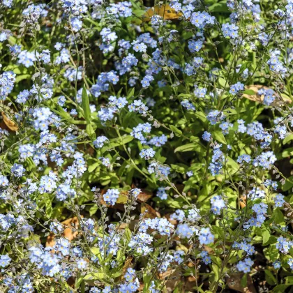 Nezábudka alpínska zakrpatená do nádoby - Myosotis alpestris - predaj semien - 700 ks