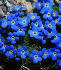 Nezábudka alpská temne modrá - Myosotis alpestris - semiačka - 130 ks