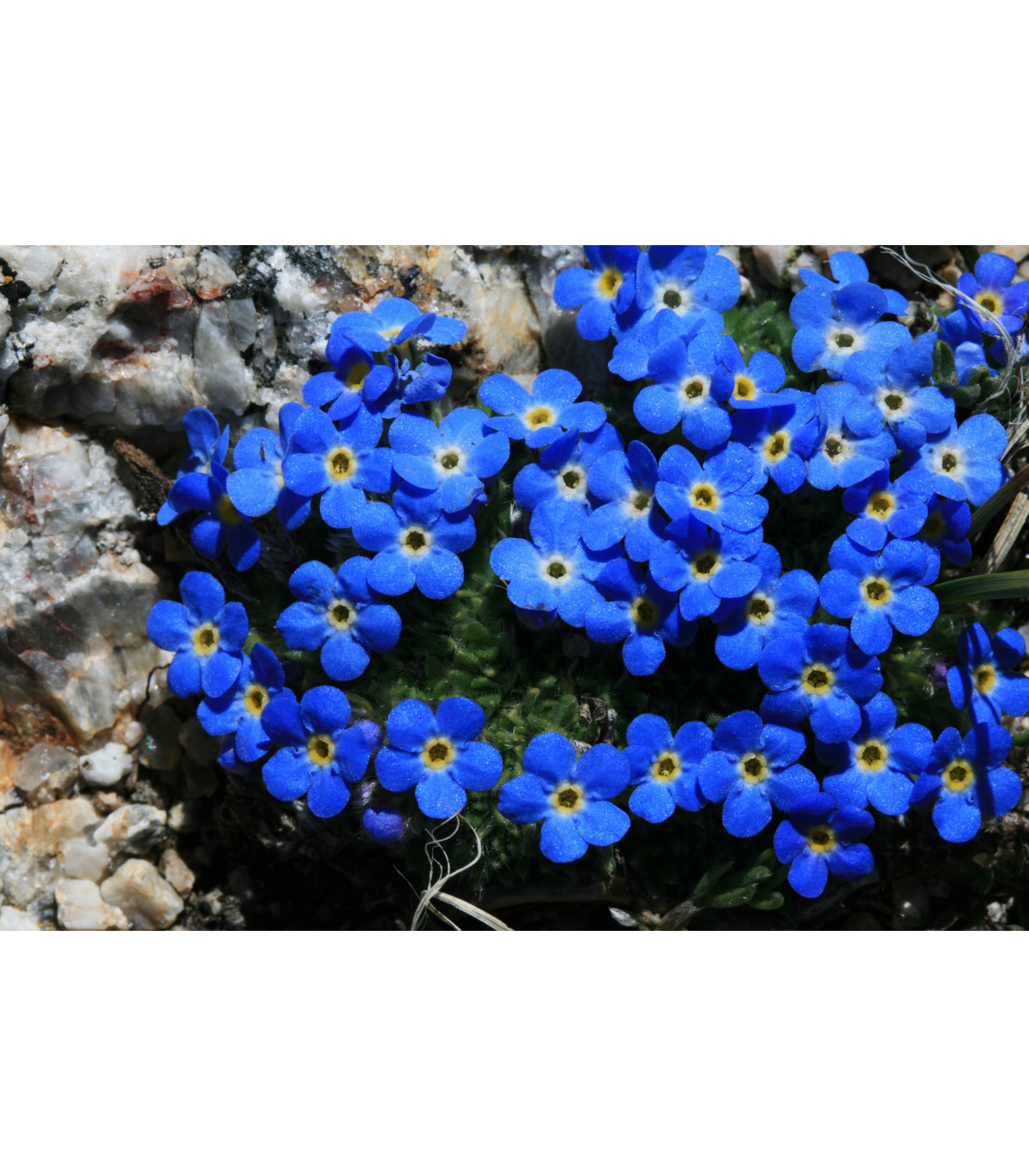 Nezábudka alpská temne modrá - Myosotis alpestris - semiačka - 130 ks