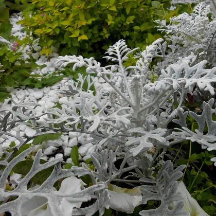 Starček prímorský - Senecio cineraria - predaj semien - 150 ks