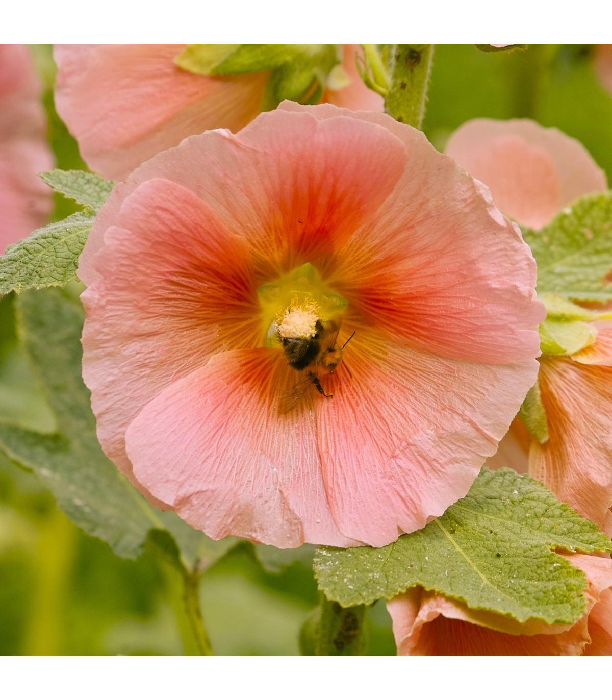 Topoľovka plnokvetá ružová Chaters - Alcea rosea - semiačka - 7 ks