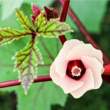 Ibištek sudánsky - Hibiscus sabdariffa - predaj semien ibišteka - 8 ks