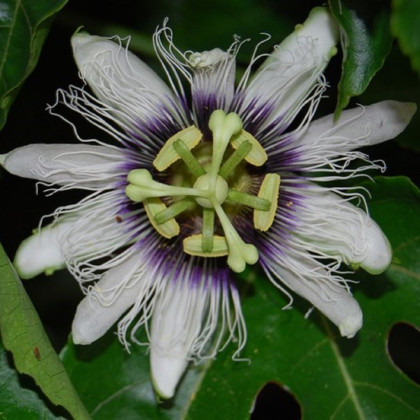 Mučenka jedlá - Passiflora edulis - semiačka - 5 ks