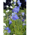 Zvonček broskyňolistý modrý - Campanula persicifolia - predaj semien - 300 ks