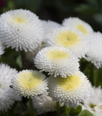 Sedmokráska pomponkovitá biela - Bellis perennis - predaj semien - 0,1 g