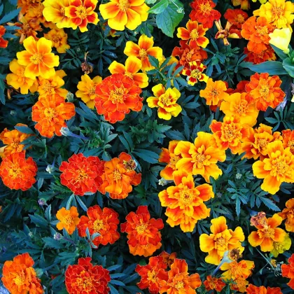 Aksamietnica jednoduchá zmes - Tagetes patula - predaj semien - 0,3 g