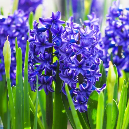 Hyacint plnokvetý Crystal Palace - Hyacinthus L. - predaj cibuľovín - 1 ks