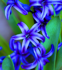 Hyacint Delft Blue - Hyacinthus orientalis - predaj cibuľovín - 1ks