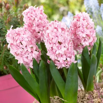 Hyacint plnokvetý Prince of Love - Hyacinthus - predaj cibuľovín - 1 ks