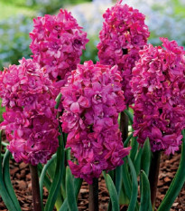 Hyacint plnokvetý Red Diamond - Hyacinthus - predaj cibuľovín - 1 ks