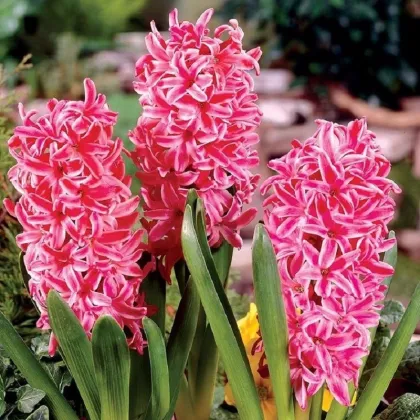 Hyacint Eros - Hyacinthus - predaj cibuľovín - 1 ks