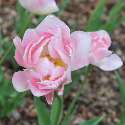 Tulipán Angelique - Tulipa - predaj cibuľovín - 3 ks