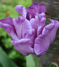 Tulipán Blue Parrot - Tulipa - predaj cibuľovín - 3 ks