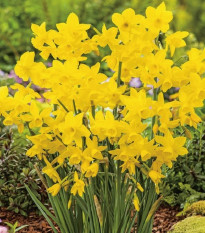 Narcis Quail - Narcissus - predaj cibuľovín - 3 ks