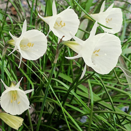 Narcis Artics bells - Narcissus bulbocodium - predaj cibuľovín - 3 ks