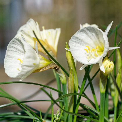 Narcis Artics bells - Narcissus bulbocodium - predaj cibuľovín - 3 ks