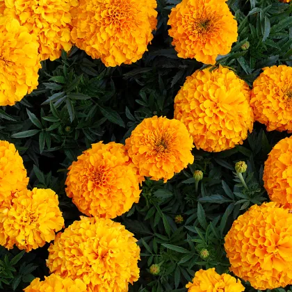 Aksamietnica vzpriamená obrovská Sunset - Tagetes erecta - predaj semien - 0,3 g