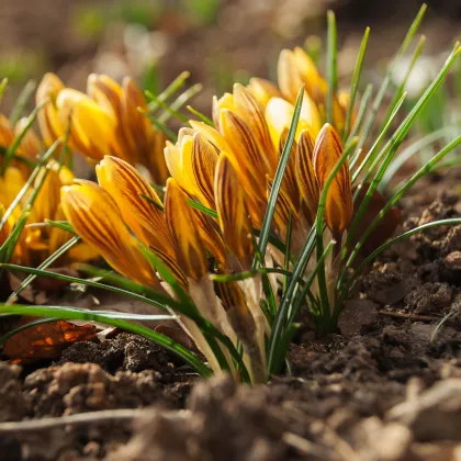 Krókus Gipsy Girl - Crocus chryzanthus - predaj cibuľovín - 3 ks