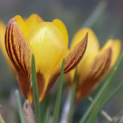 Krókus Gipsy Girl - Crocus chryzanthus - predaj cibuľovín - 3 ks