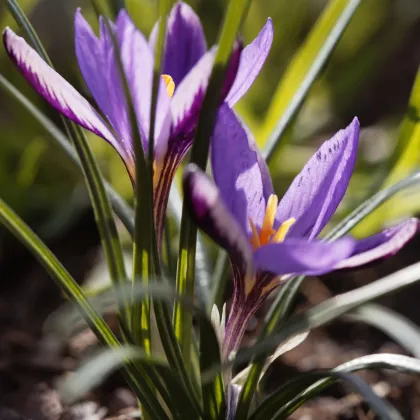 Krókus Spring Beauty - Crocus minimus - predaj cibuľovín - 3 ks