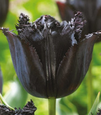 Tulipán Fringed Black - Tulipa - predaj cibuľovín - 3 ks