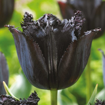 Tulipán Fringed Black - Tulipa - predaj cibuľovín - 3 ks