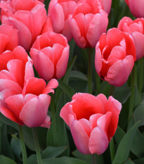 Tulipán Pink Impression - Tulipa - predaj cibuľovín - 3 ks