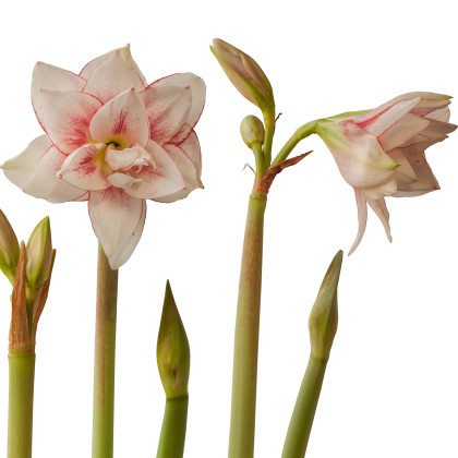 Zornica plnokvetá Elvas - Hippeastrum - predaj cibuľovín - 1 ks