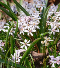 Scila dvojlistá ružová - Scilla bifolia rosea - predaj cibuľovín - 3 ks