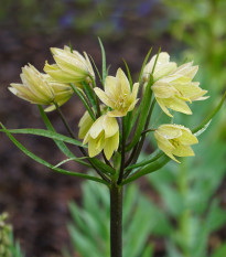 Korunkovka Raddeana - Fritillaria raddeana - predaj cibuľovín - 1 ks