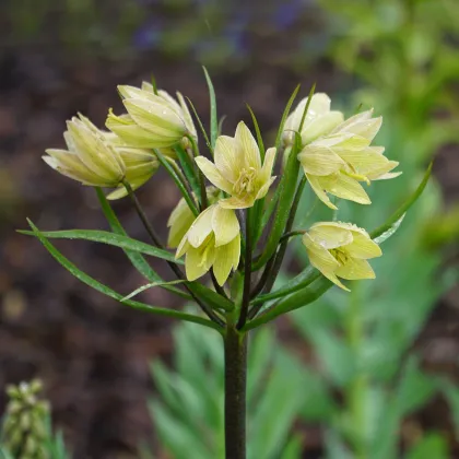 Korunkovka Raddeana - Fritillaria raddeana - predaj cibuľovín - 1 ks