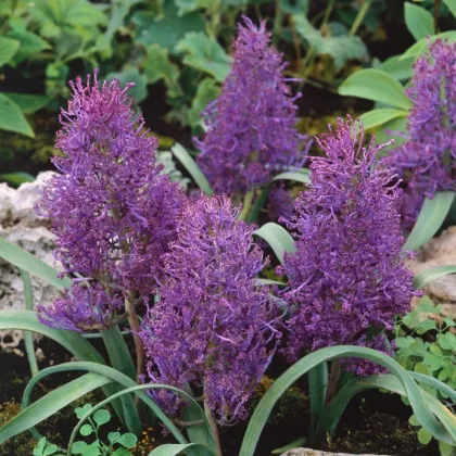 Modrica Plumosum - Muscari comusum - predaj cibuľovín - 5ks