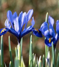 Kosatec sieťkovaný Harmony - Iris reticulata - predaj cibuľovín - 3 ks