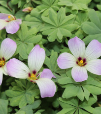 Šťavel žľaznatolistý - Oxalis adenophylla - predaj cibuľovín - 1 ks