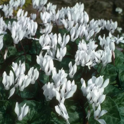 Cyklamén Sowbread - Cyclamen repandum album - predaj cibuľovín - 1 ks